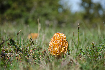 Image showing False morel closeup