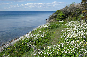 Image showing Snowdrop Anemones by the coast
