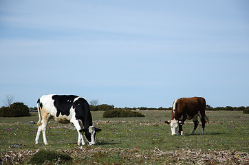 Image showing Grazing cattle in a grassland