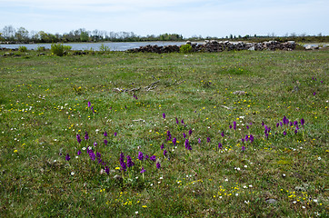 Image showing Blossom flowers in a grassland