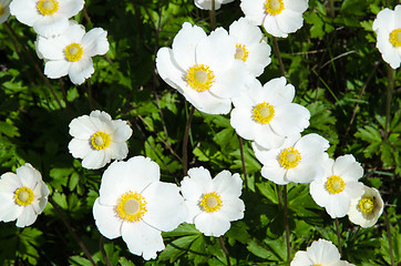 Image showing White anemones closeup