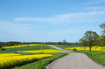 Image showing Landscape in green and yellow