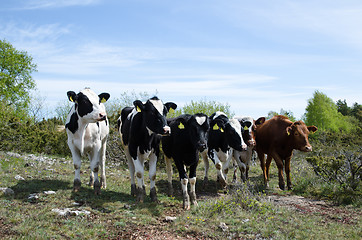 Image showing Looking cattle