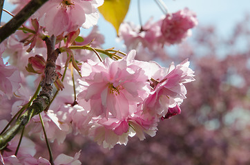 Image showing Cherry blossom close up