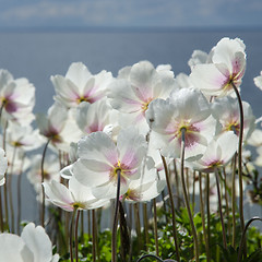 Image showing White anemones from the back