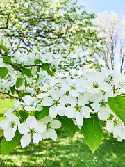 Image showing White blossom of apple trees