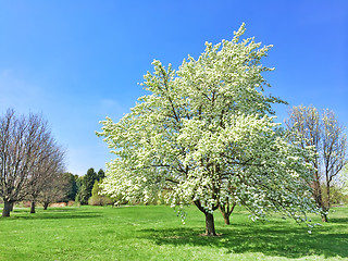 Image showing White blooming tree in spring garden