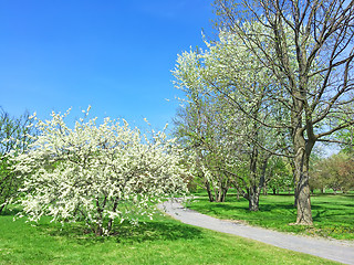 Image showing White blooming trees in spring park