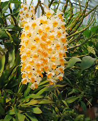 Image showing one lovely orchid