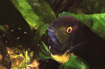 Image showing Banded cichlid female protecting free swimming fry. Heros Efasciatus.