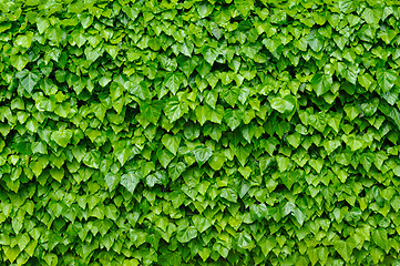 Image showing Green ivy background