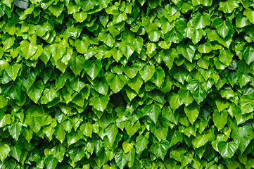 Image showing Green ivy background
