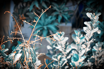 Image showing Background of mango tree leafs