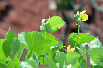 Image showing Yellow color flower isolate green leaf background