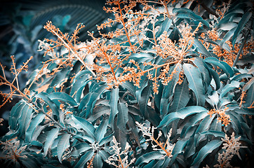 Image showing Background of mango tree leafs