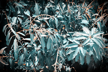 Image showing Background of mango tree leafs