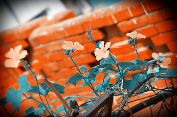 Image showing Yellow color flower in the city garden