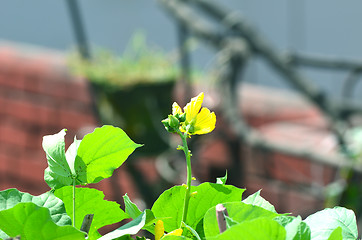 Image showing Yellow color flower isolate green leaf background