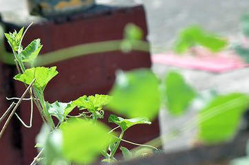 Image showing green leaf background