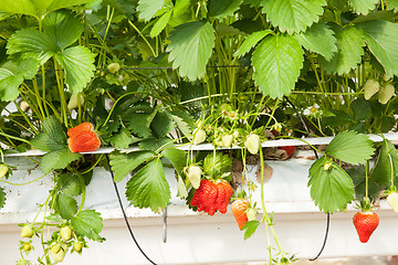 Image showing culture in a greenhouse strawberry and strawberries