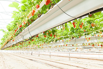 Image showing culture in a greenhouse strawberry and strawberries