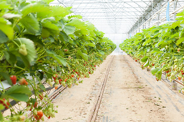 Image showing culture in a greenhouse strawberry and strawberries