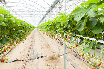 Image showing culture in a greenhouse strawberry and strawberries