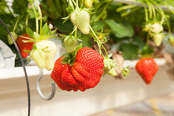 Image showing culture in a greenhouse strawberry and strawberries