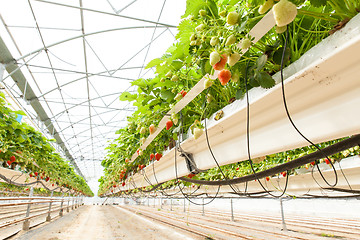 Image showing culture in a greenhouse strawberry and strawberries