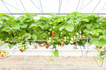 Image showing culture in a greenhouse strawberry and strawberries