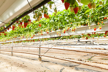 Image showing culture in a greenhouse strawberry and strawberries