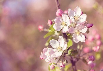 Image showing Blossoming apple in spring in pink retro color