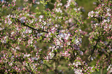 Image showing Blossoming apple in spring 