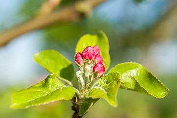 Image showing apple bud in spring 