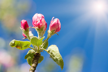 Image showing apple bud in spring 