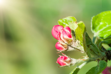 Image showing apple bud in spring