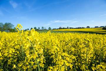 Image showing yellow field with blue sky