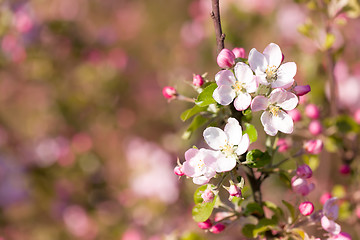 Image showing Blossoming apple in spring 