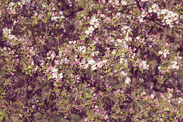 Image showing Blossoming apple in spring 