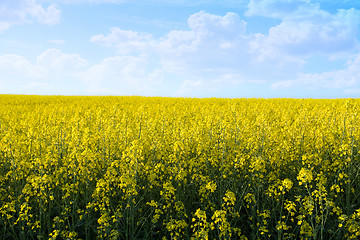 Image showing yellow field with blue sky