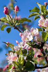 Image showing Blossoming apple in spring