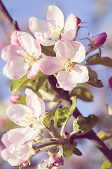 Image showing Blossoming apple in spring 