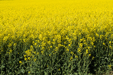 Image showing Rape field