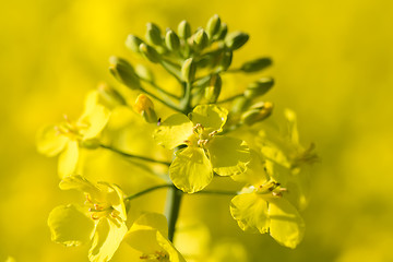 Image showing Close up of a Rape field