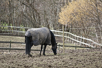 Image showing winter horses denmak