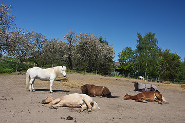 Image showing Horse in the summer