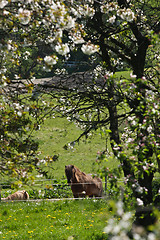 Image showing Horse in the summer