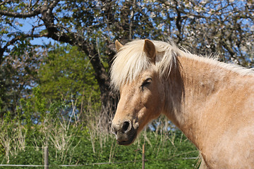 Image showing Horse in the summer