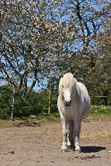 Image showing Horse in the summer