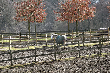 Image showing winter horses denmak